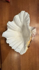 Large Natural Clam Shell - Picture 1 of 3