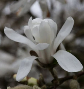 Kleine Sternmagnolie 125-150cm - Magnolia stellata - Bild 1 von 1