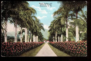 Postal de 1924 Island Curio Royal Palms & Hibiscus Hedge Honolulu Hawaii - Imagen 1 de 2