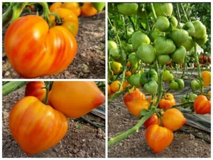 Томат Минусинский оранжевый слон семена Tomate Seeds Samen - Picture 1 of 1