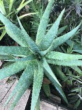 1  Aloe zebra leaf spotted  plant succulent cactus plants, Herbal Medicinal