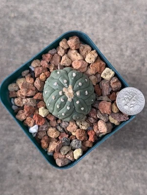 Piel de lagarto Astrophytum Asterias cv Kikko, se muestra en maceta de 2,75" Foto 1 de 4
