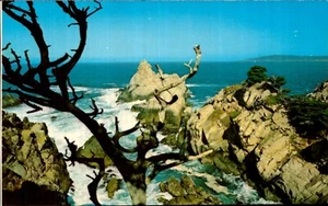 Point Lobos State Reserve Carmel Postcard. USA California Vintage 60s 70s Old - Picture 1 of 2