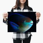 A3| Parrotfish Tropical Fish Reef - Size A3 Poster Print Photo Art Gift #3552