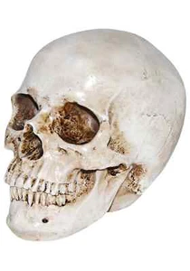Deluxe Realistic Skull - Picture 1 of 1