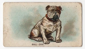 1911 Bull Dog Trading Card Tobacco Card C54 ITC Imperial Tobacco Canada - Picture 1 of 2