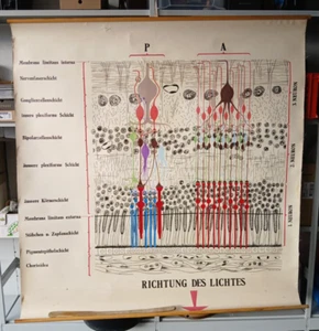 alte handgemalte Schautafel Wandbild Netzhautschema des menschlichen Auges - Picture 1 of 8