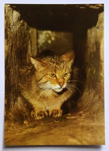 Postkarte Europ. Wildkatze Tierpark Berlin - Bild 1 von 2