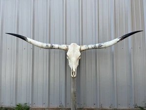 LONGHORN STEER SKULL 6 FEET 3” Inch WIDE POLISHED BULL HORN MOUNTED COW HEAD - Picture 1 of 5