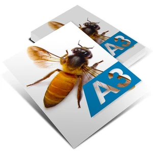 LOCANDINE A3 PERSONALIZZATI STAMPATI IN ALTA RISOLUZIONE PUBBLICITARI 33X48 - Foto 1 di 1