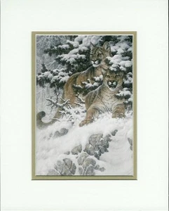 Cougar by Larry Fanning Wildlife Mountain Lion Double Matted Fits 8x10 Frame 🧡 - Picture 1 of 1