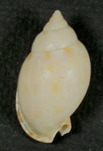 CASMARIA CERNICA 38.28mm BEAUTIFUL SPECIMEN off Tanaka, Suruga Province, Japan - Picture 1 of 2