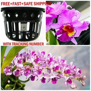 3 Round Vanda Orchid Mesh Net Pot Basket Cup 6" Hanging Phalaenopsis Paphiopedil - Picture 1 of 7