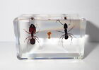 3 Ant Set Termite & Big-head Ant & Black Mountain Ant Clear Acrylic Block TE1S