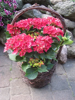 Birkenkorb Pflanzkorb Henkelkorb  Pflanztopf Natur  Korb Holzkorb Deko Übertopf - Bild 1 von 4