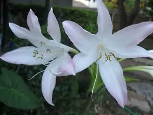 Southern Spider Lily Hymenocallis Swamp Lily Bulb Crinum Flower Root Tropical #2 - Picture 1 of 10