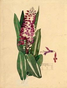 Veronica : Charles Rennie Mackintosh : 1915 : Archival Art Print - Picture 1 of 2