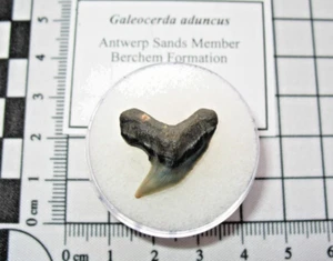 Miocene Galeocerda aduncus shark tooth fossil Belgium #1 - Picture 1 of 2