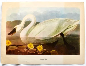 AUDUBON BIRDS OF AMERICA LITHOGRAPH, 1960 - Picture 1 of 2