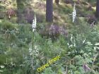 Photo 6X4 White Foxgloves By A Forest Track In Cambus Omay Inchmarnoch C2013