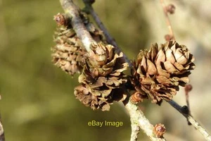 Foto 6x4 Lärchenzapfen Bringholz Schmiedezapfen an einer Lärche. lärchen ar c2021 - Bild 1 von 1