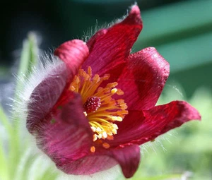 PASQUE FLOWER RED Pulsatilla Vulgaris Rubra - 100 Bulk Seeds - Picture 1 of 1