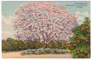 Florida Postcard Jacaranda Tree In Full Bloom - Picture 1 of 2