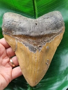 Dente marrone alto 15,1 cm dello squalo megalodonte dente di squalo fossile - Foto 1 di 12