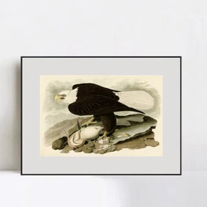 Lienzo enmarcado impresión de giclee águila con cabeza blanca por John James Audubon decoración del hogar - Imagen 1 de 20