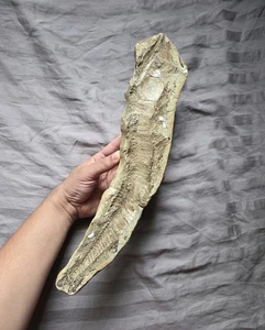 Rare Classic Cretaceous Fossil Fish From The Santana Formation of Brazil - Picture 1 of 4