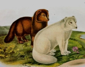 John Audubon Wildlife Arctic Fox Vintage Art Book Plate Print 121 - Picture 1 of 3