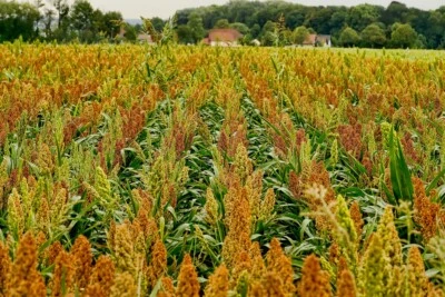 WGF Sorghum Seeds for Planting - High Yield, Drought Tolerant, Wildlife Forage - Image 1 of 4