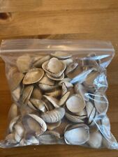 Atlantic cross barred venus shells, crafting supply, 1 pound