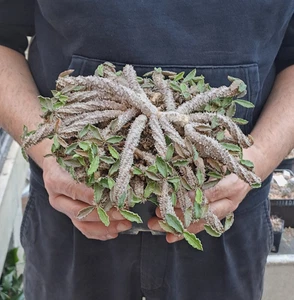 Euphorbia decaryi (Madagaskar) Caudex caudiciform PFLANZE ebay-Y035 - Bild 1 von 24