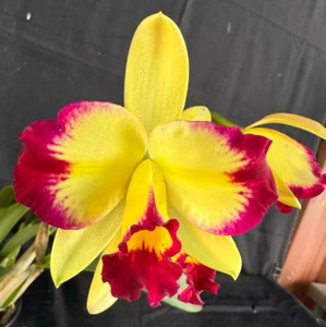 RON Cattleya Orchid C. Fire Magic x Rlc. Shin Shiang Diamond (C778) - Picture 1 of 4