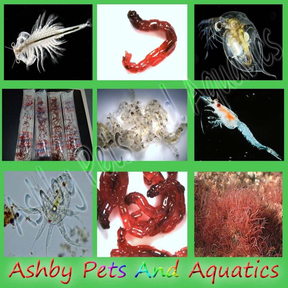 ASHBYAQUATICS.CO.UK Live Fish Food Tropical Marine Bloodworm Daphnia Tubifex Brine Shrimp