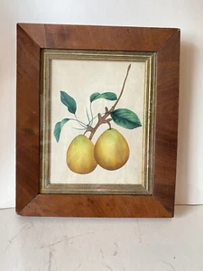 Antico quadro acquerello teorema frutta pera vintage cornice arte popolare americana - Foto 1 di 11