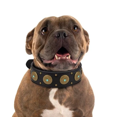 Collar de perro pequeño de cuero PU negro para perros pequeños medianos de alta resistencia ajustable Foto 1 de 4