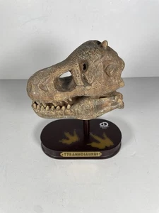 NEU Discovery Dinosaurier Schädel Grabe Tyrannosaurus mit Aufsteller - Bild 1 von 5