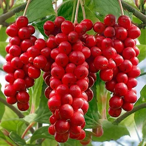 Schisandra chinensis Semillas - Magnolia Berry Fruit Vine TCM Semillas de plantación de hierbas - Imagen 1 de 7