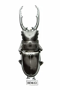 KÄFER, INSEKT - H3612. Lucanidae: Hexarthrius vitalisi ssp.- 74MM, VIETNAM - Bild 1 von 3