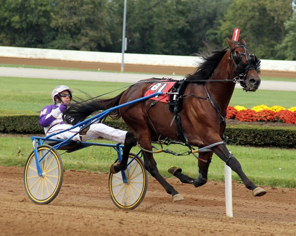 SIEMPRE B. MIKI 8X10 FOTO ARNÉS CARRERAS DE CABALLOS IMAGEN Foto 1 de 1