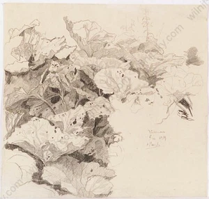 Alfred Basel (1876-1920) "Plant Study", Drawing, 1919 (1) - Picture 1 of 2