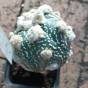 Astrophytum asterias cv. Superkabuto in 7cm Pot Succulent - Picture 1 of 5