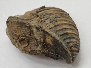 Trigonia interlaevigata - Bajocium (Dogger) - Sengenthal - vecchia collezione - Foto 1 di 15