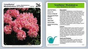 'Scintillation'  Rhododendron #14 Azaleas - My Green Gardens 1987 Cardmark Card
