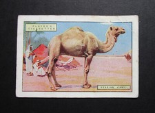 PLAYER EXTRA LARGE 1924  SER 2 CIGARETTE CARD  NATURAL HISTORY  2  ARABIAN CAMEL