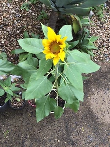 Sunflower (Black Oil) 330+ Seeds (Helianthus) Instructions Included x - Picture 1 of 5