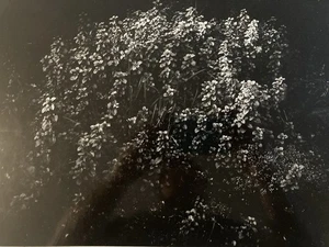 Großes analoges Foto Daniel Barreau 1980 Baum Natur Pflanze Fotografie Kunst - Bild 1 von 9