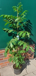 Tausendblütenstrauch (Höhe: 120-130 cm), Bienenbaum, Euodia hupehensis + Dünger - Bild 1 von 1